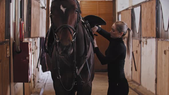 A Horsewoman Fixes Saddle on Horse on Leash in the Stall alt