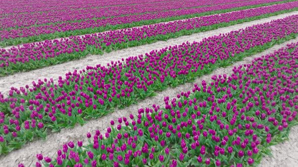 Rows of Purple Tulips in full bloom, Aerial view. alt
