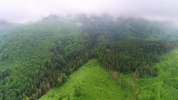 View of Mountain Forest Covered in Clouds alt