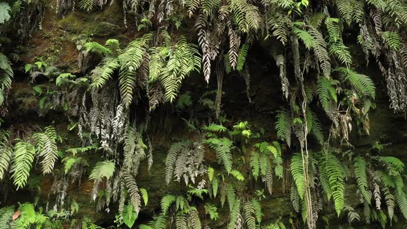 Showing a brown clay wall with a lot of green moss and different shades of green colored ferns alt