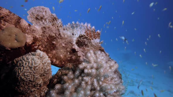 Tropical Underwater Scorpionfish alt
