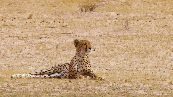 Cheetah Lying Down In The Grass And  Observing Its Surroundings At Daytime In South Africa. - wide s alt