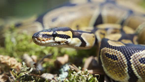 Big Boa Constrictor Closeup by Egoreichenkov | VideoHive