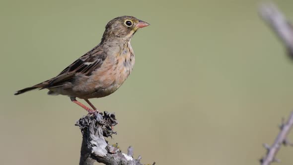 Ortolan Bunting on branch, Emberiza hortulana. In the wild alt