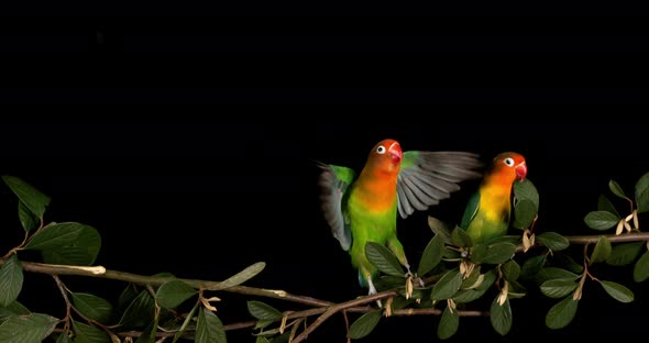 Fischer's Lovebird, agapornis fischeri, Pair standing on Branch, taking off, in flight alt