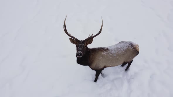 elk bull closeup aerial winter alt
