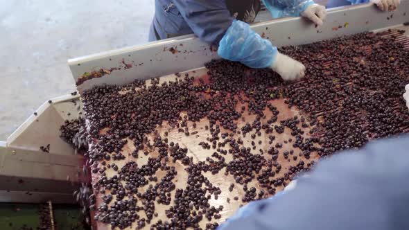 Point of view shot of a sorting table with red grapes for wine processing, harvesting season, subjec alt