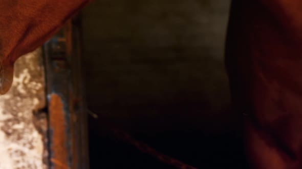 Close-up of horse grazing alt