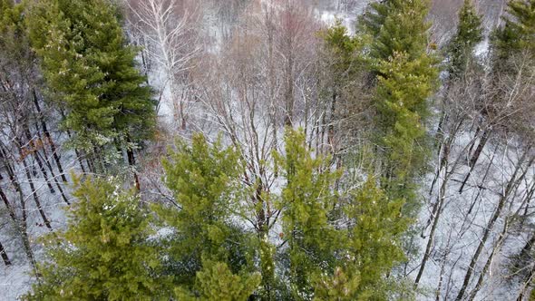 Pine trees in wintry white forest, aerial view
