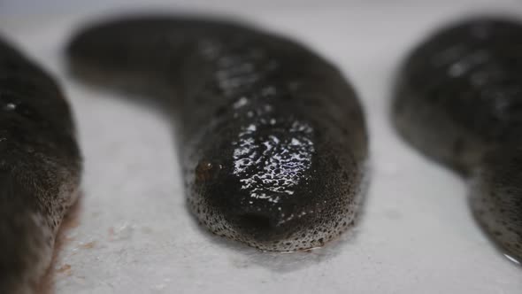 Sea cucumber on a white background. alt