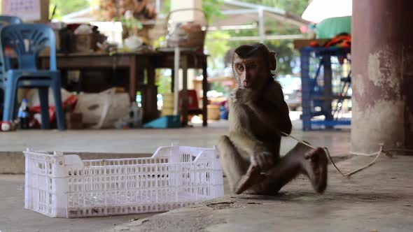 A young long tail macaque monkey is tied to a leash in a thai temple in thailand , the baby is sucki alt