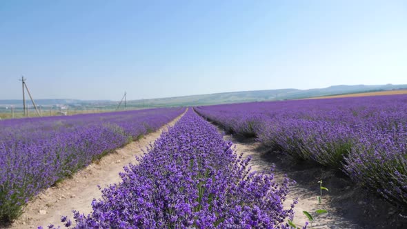 Bright Beautiful Flowering Field of Lavender alt