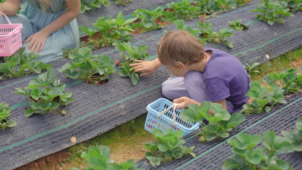 Young Woman and Her Little Son Collect Strawbery on an Eco Farm. Ecoturism Concept alt