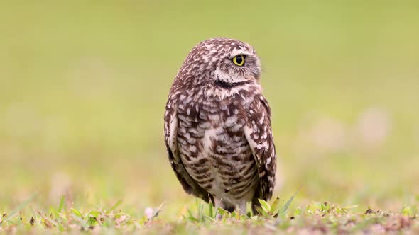 A Burrowing Owl Video Clip 