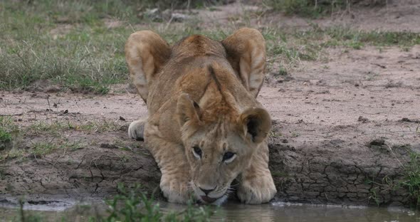 952006 African Lion, panthera leo, Cub drinking at the Water hole, Nairobi Park in Kenya, Real Time alt