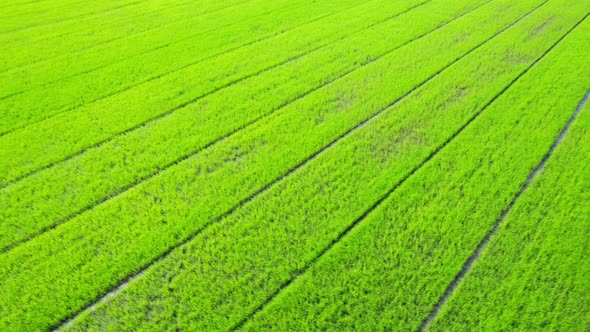 Aerial view of agriculture in rice fields for cultivation. Natural texture alt