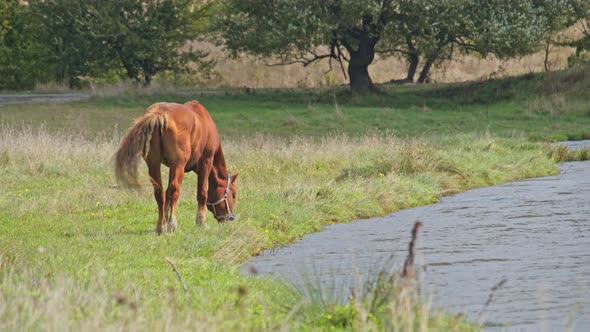 Brown Horse Grazing Fresh Grass alt