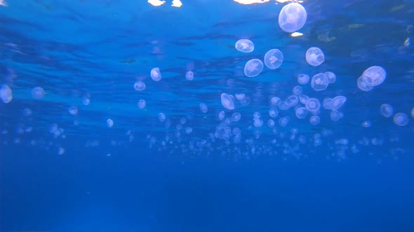 Red Sea Jellyfish Blue Sea Water