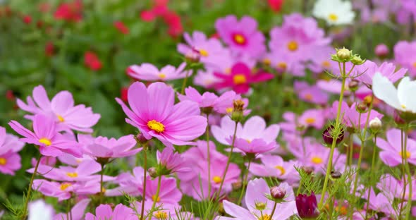 Pink cosmos flower garden alt