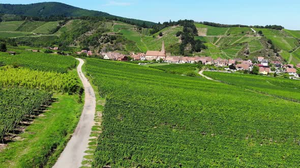 Lush green vineyards, small winding trails lead to old town. Alsace aerials alt