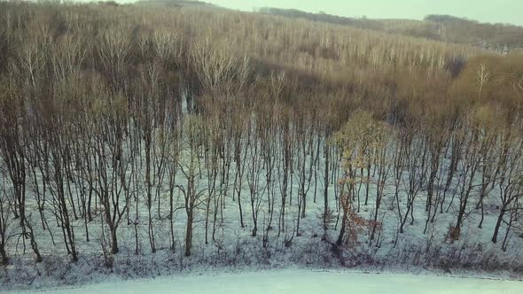 Aerial view of bare winter forest. alt