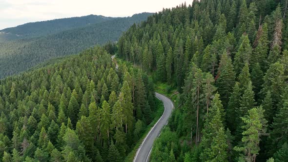 Forest Road Aerial