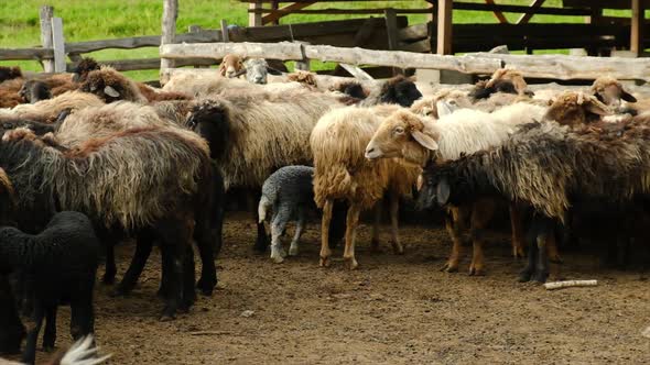 Sheep Farm with Sheep and Goats alt