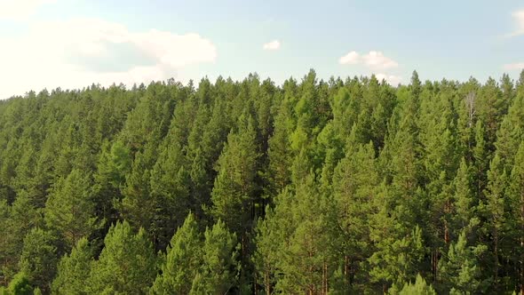 Drone Flies Closer To Forest and Around the Coniferous Evergreen Trees.