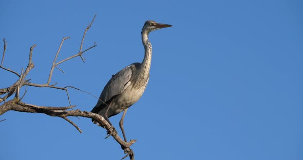 Grey herons, Ardea cinerea, Camargue,  ornithological park of Pont de Gau in France alt