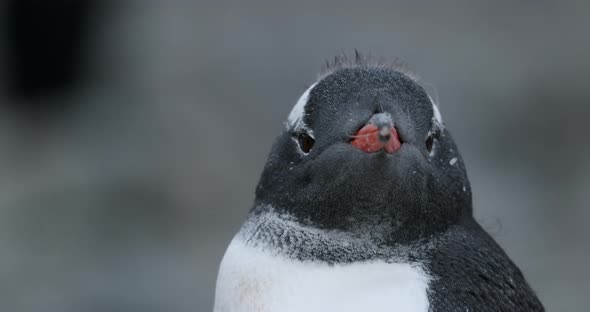 CU Gentoo Penguin (Pygoscelis papua) chick looking around / Cuverville Island, Antarctica