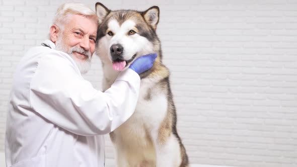 Smiling Senior Vet Doctor Posing on Camera with Cute Big Dog alt
