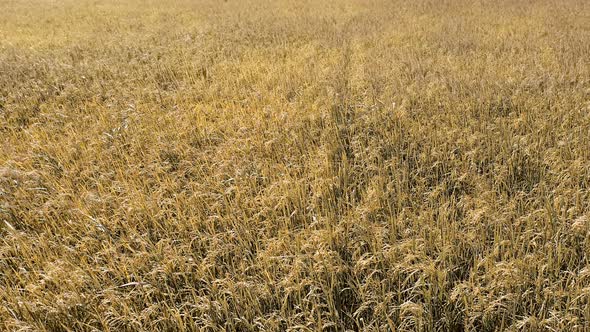 Rice Paddy Field alt