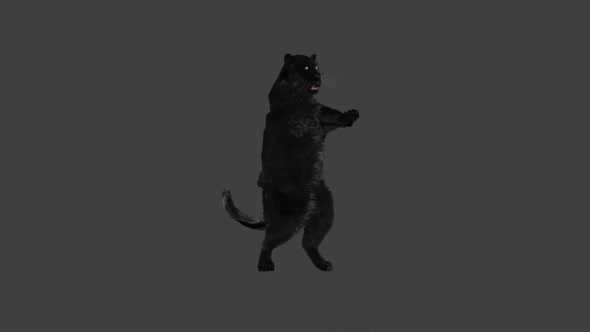 Panther Dancing HD alt
