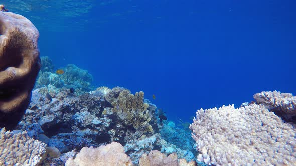 Tropical Coral Reefs Seascape alt