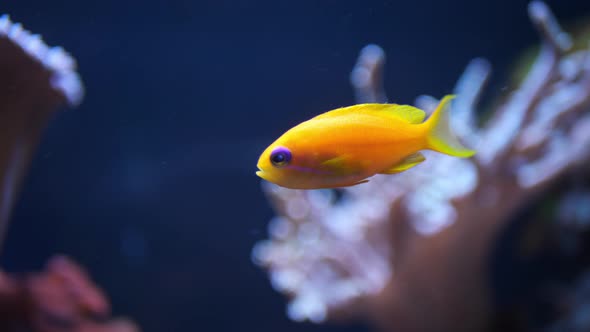A golden little fish swims in the underwater world of fish. Fish in an aquarium.