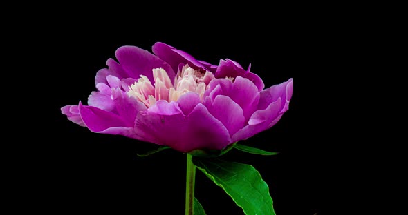 Timelapse of Pink Peony Flower Blooming on Black Background. Blooming Peony Flower Open, Time Lapse alt