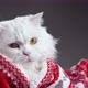Portrait of Fluffy White Cat with Funny Smile Grimace - VideoHive Item for Sale