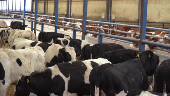 Cattle breeding farm. alt