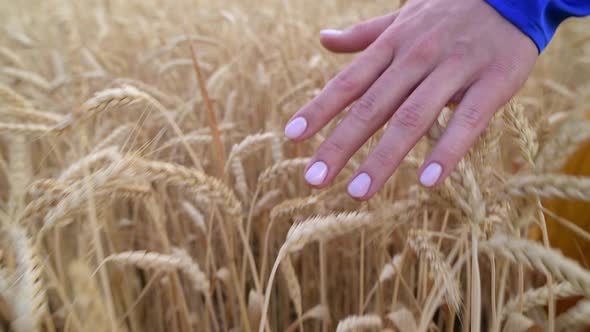 Beautiful Ukrainian Woman Wearing Dress in Ukrainian National Flag Colours Blue and Yellow at Wheat alt