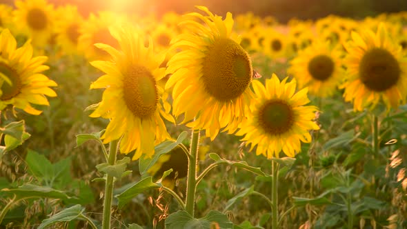 Field with Sunflower In Rays of Setting Sun