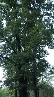 Vertical Video of Summer Forest By Day alt