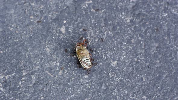 Ants surrounding Junebug as it is lying on its back alt