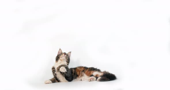 Brown Tortie Blotched Tabby and White Maine Coon Domestic Cat, Female playing, Normandy in France alt