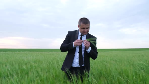 A Male Agronomist Stands in the Middle of Young Wheat and Checks the Quality of the Harvest alt