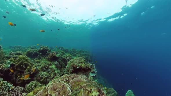 Coral Reef and Tropical Fish Underwater alt