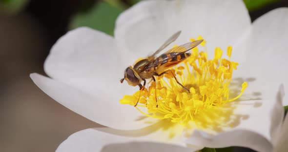 Hoverflies Flower Flies or Syrphid Flies Insect Family Syrphidae alt