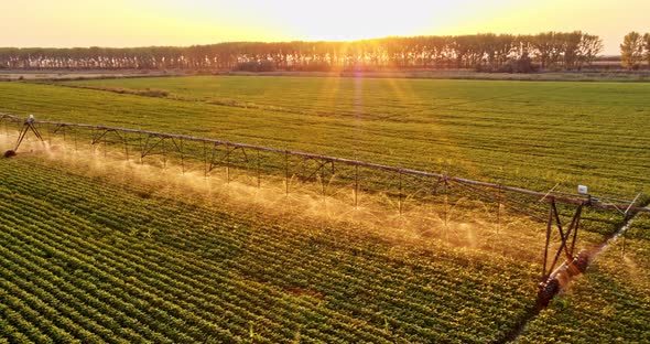 Soy bean field watered with pivot irrigation system alt