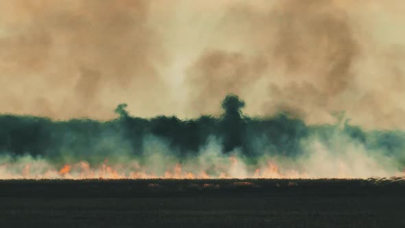 Dry grass is burning. Forest fire background. Damage to nature.