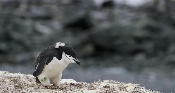 SLO MO MS Chinstrap Penguin (Pygoscelis antarcticus) feeding at Half Moon Island / Antarctica