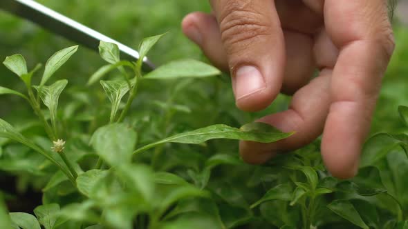 Man Hand Cutting Leaf From Plant, Organic Farming, Producing Healthy Nutrition